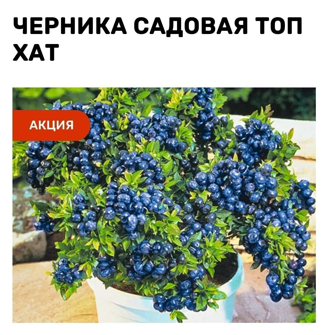 Голубика узколистная top hat. Домашняя ягода черника. Топ хат отзывы. Черника комнатная. Голубика (черника) top hat.