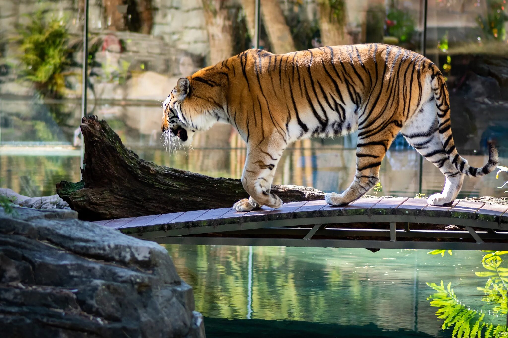 Взгляд тигра арт. Света с тигром. Света с тигром. Light tiger. Тигр на черном фоне.