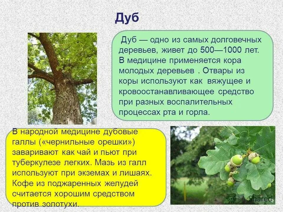 Текст про дуб. Дуб для презентации. Описание дуба. Дуб краткое описание. Информация про дерево дуб для детей.