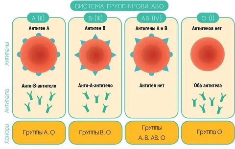 Антитела системы rh