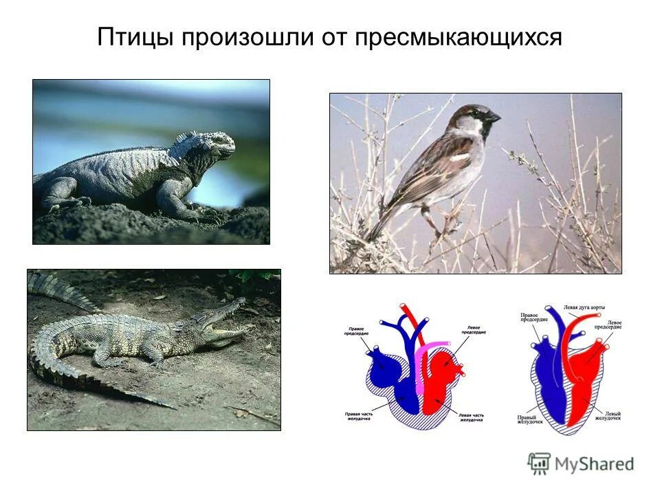 переходные формы в биологии археоптерикс. доказательство происхождения птиц от пресмыкающихся. доказательство происхождения птиц от пресмыкающихся. признаки пресмыкающихся у археоптерикса. внутреннее строение археоптерикса.