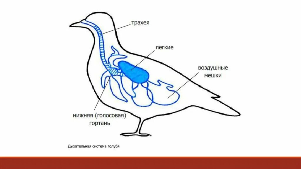 Гортань у птиц. Органы дыхания голубя система. Дыхательная система голубя схема. Строение пищеварительной системы птиц. Дыхательная система птиц птиц.