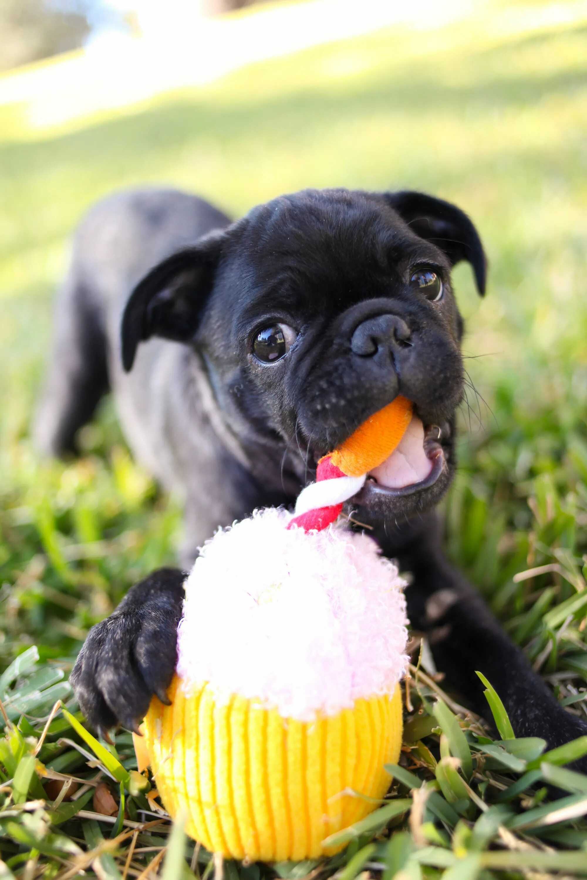 Мопс терьер. Мопс бостон. Мопс боксер. Терьерный мопс. Мопс терьер взрослый.