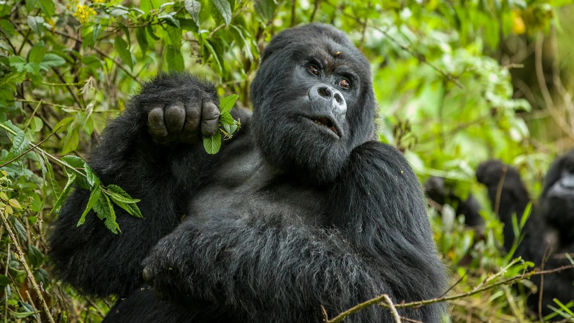 Самая человекообразная обезьяна. Западная равнинная горилла. Восточная Горная горилла Африка. Восточная равнинная горилла. Самец горной гориллы.