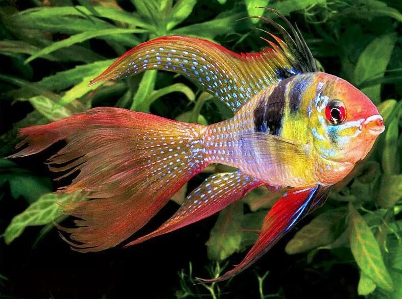 Какие рыбы бывают в аквариуме