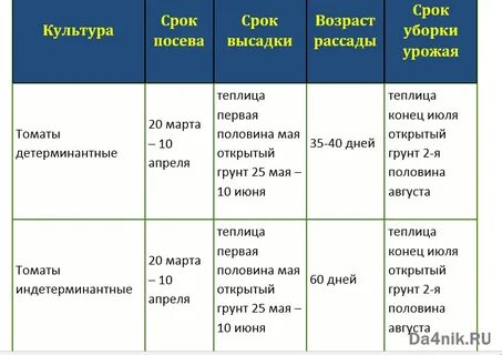 Сроки посева помидор на рассаду в марте