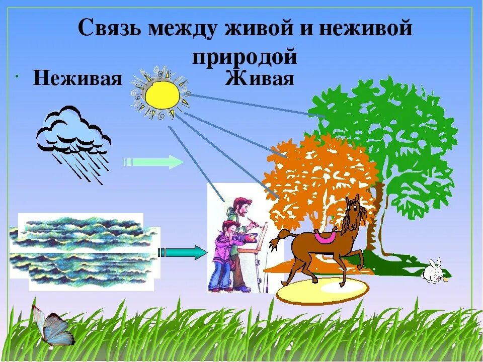 Что не является живой природой. Связь между объектами живой и неживой природы 2 класс. Вязь между живой и не живой природой. Связь меэду не живой и живой природой. Взаимосвязь живой и неживой природы в картинках.