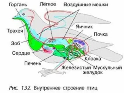 Внутреннее строение синицы