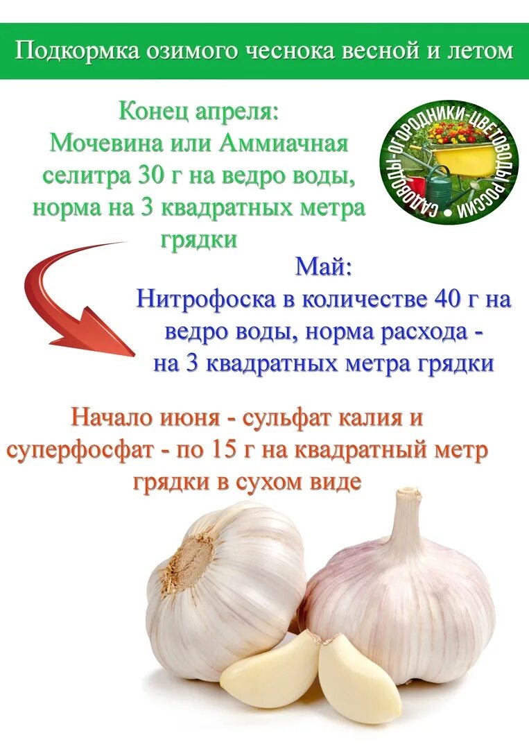 Чем кормить чеснок