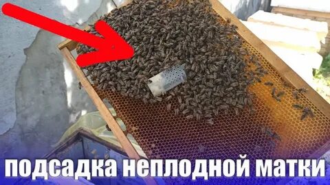 Плодная матку