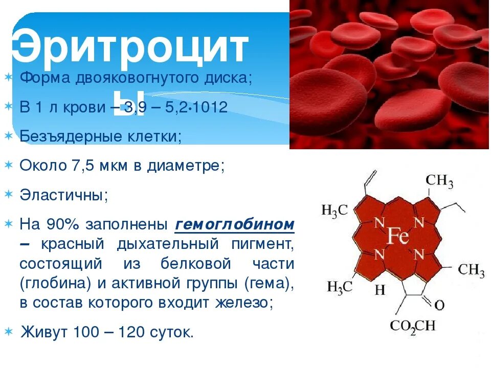 Форма эритроцитов. Форма эритроцитов в крови. Эритроциты форма и строение. Форма эритроцитов человека.