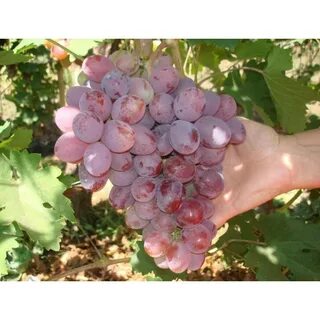 Виноград среднего срока созревания