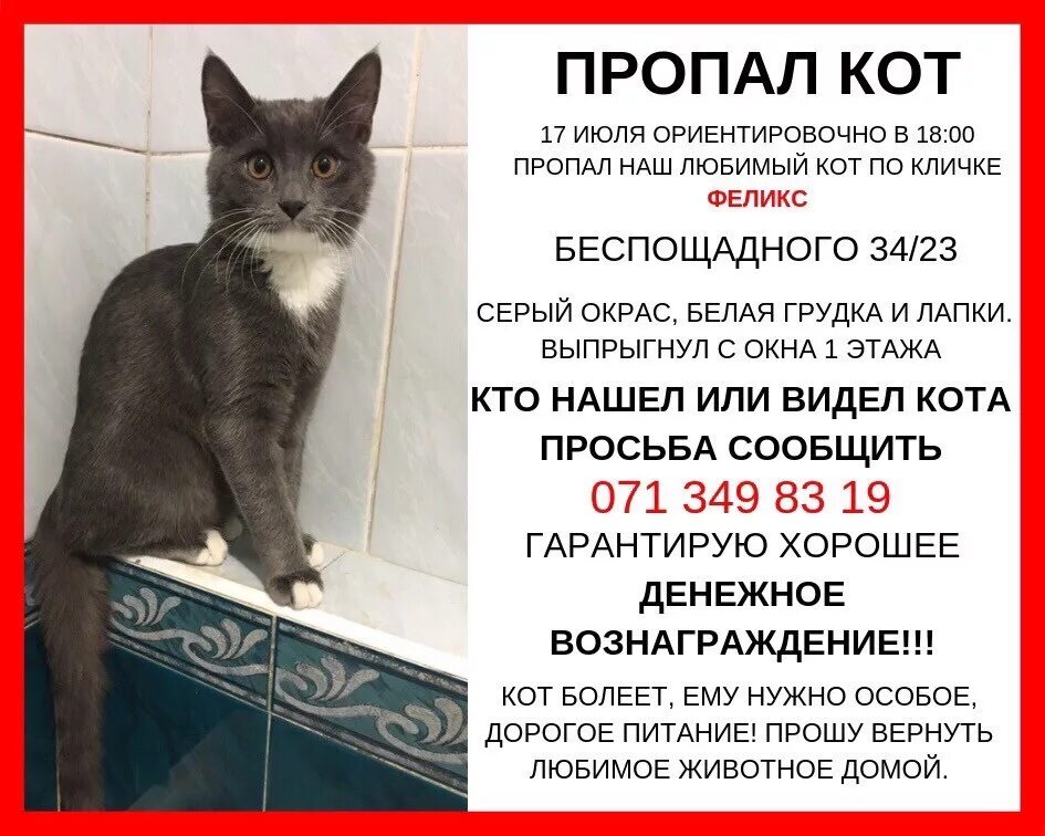 Потерялся кот объявление. Пропал кот объявления. объявление о пропаже кота. пропала кошка объявления. объявление о пропаже кошки.