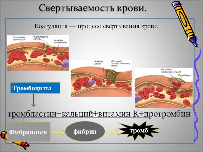 Функция свертывания крови выполняют. Процесс свертывания крови. Процесс свертываемости крови. Тромбоциты свертывание крови. Тромбоциты процесс свертывания крови.