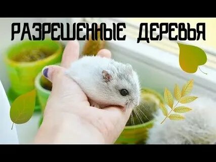 Укроп хомяку