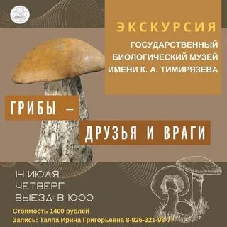 Друг гриба