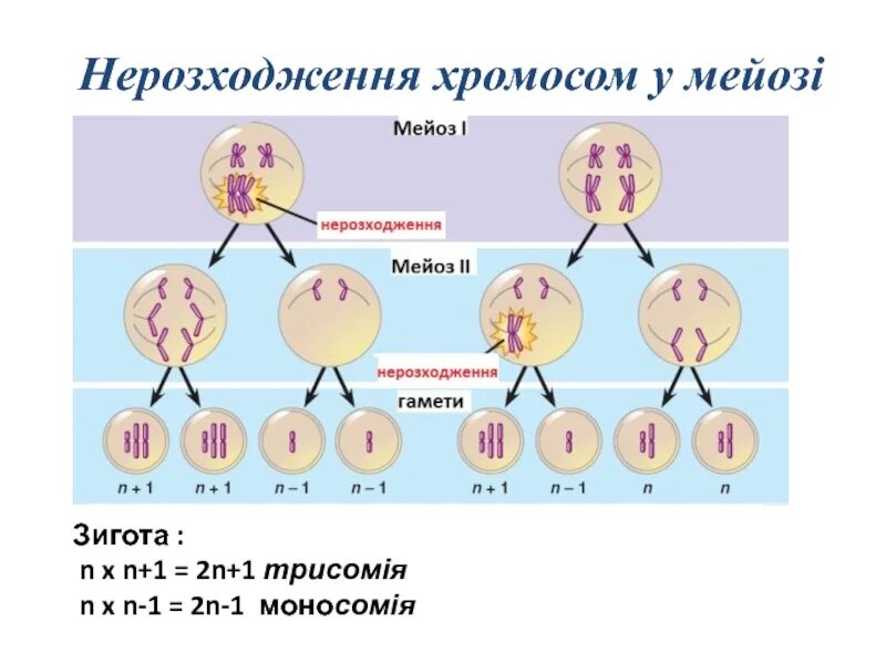 Зигота делится мейозом