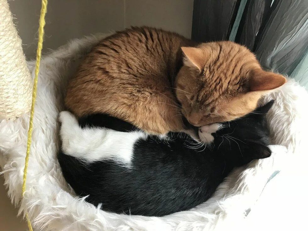 Caring cat