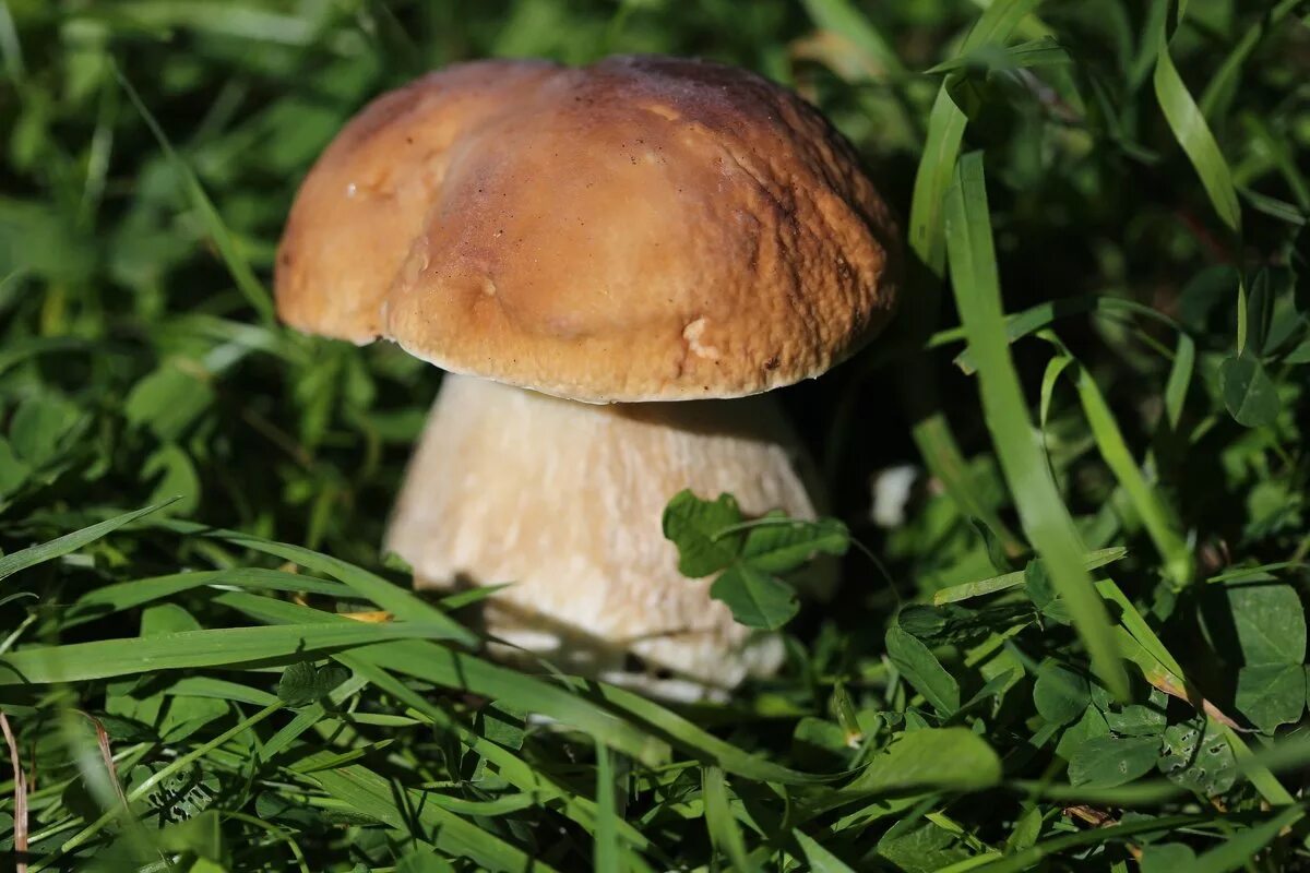 белый гриб настоящий. гриб белый боровик различия. ложный белый боровик. груздь белый настоящий. грибы хмао белый гриб.