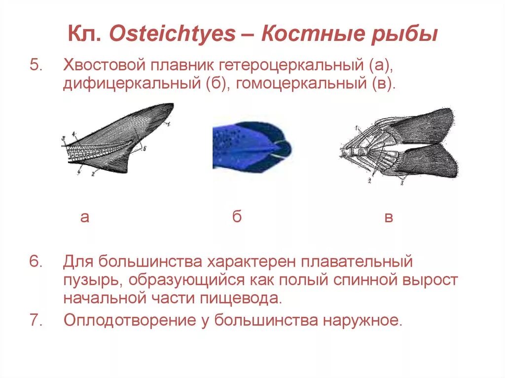 Форма хвостового плавника у костных рыб. Хвостовой плавник у хрящевых рыб. Хвостовой плавник у хрящевых рыб и костных рыб. Форма плавников у хрящевых рыб. Какое оплодотворение характерно для костных рыб