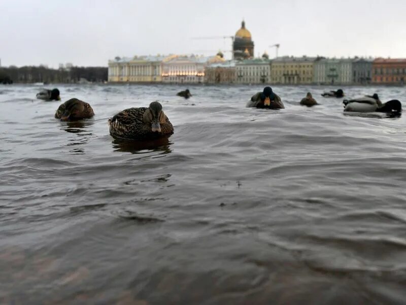 Наводнение в санкт-петербурге сейчас. Наводнение в спб 1824. Затопления нева санкт-петербург. Потоп в санкт-петербурге. Наводнение в петербурге 2007.