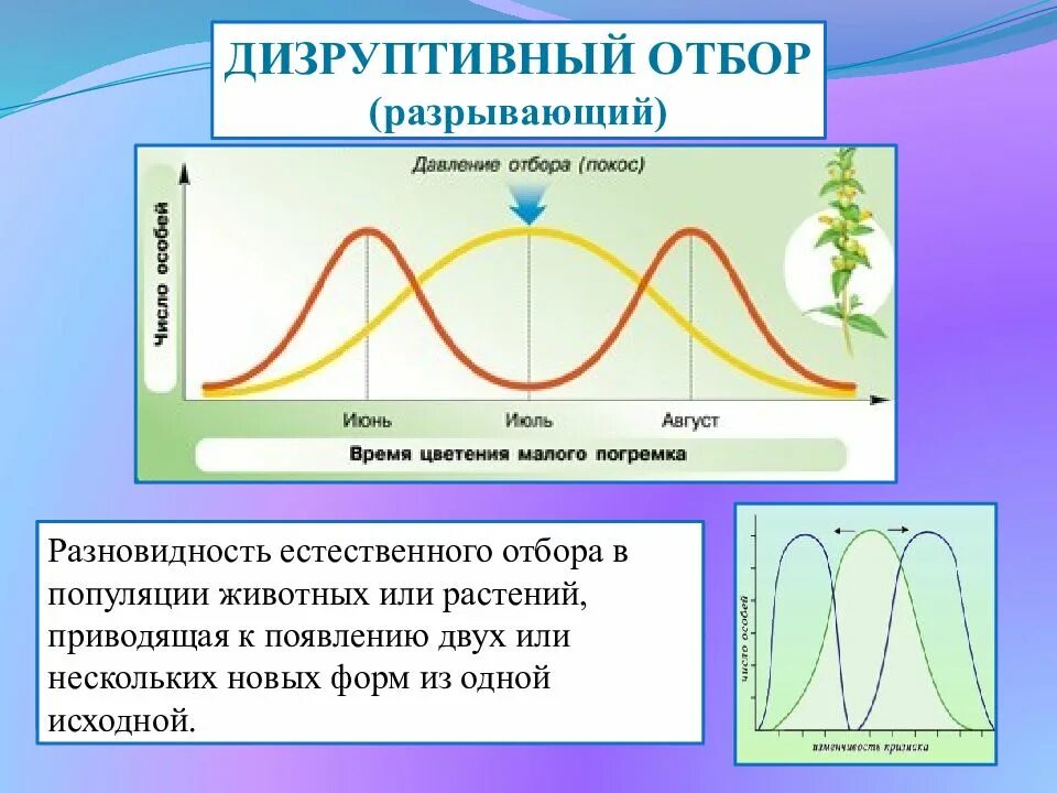 Движущая сила появления признака. Дизруптивный естественный отбор график. Формы естественного отбора дизруптивный. Естественный отбор дизруптивный отбор. Дизруптивный естественный отбор характеристика.