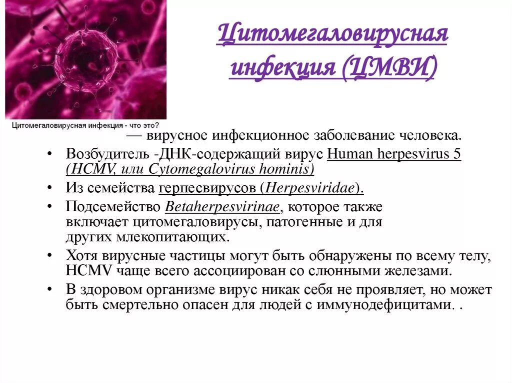 Генитальная цитомегаловирусная инфекция. Вирусная герпетическая инфекция цитомегаловирус. Цитомегаловирус характеристика возбудителя. Вирусные инфекции описание