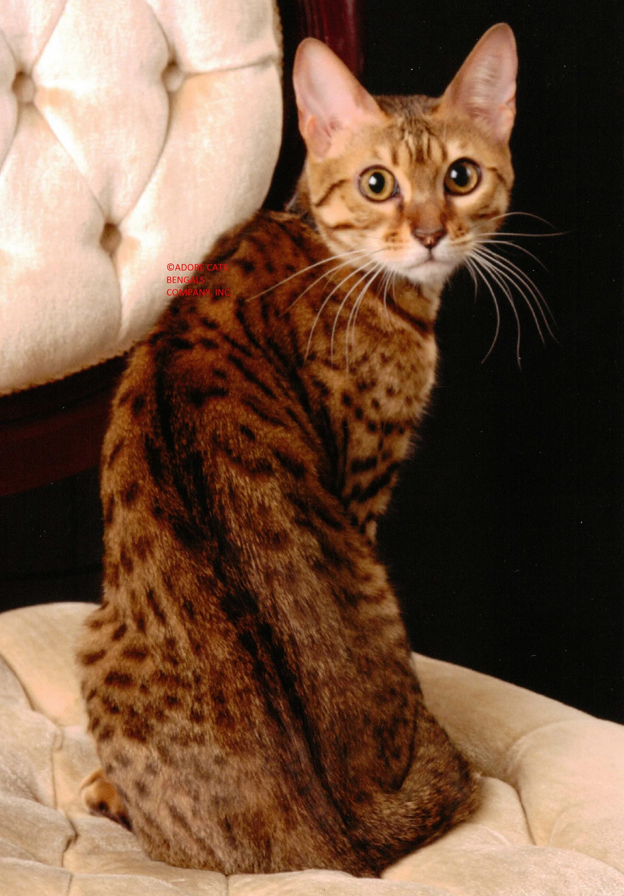 Виды бенгальских кошек