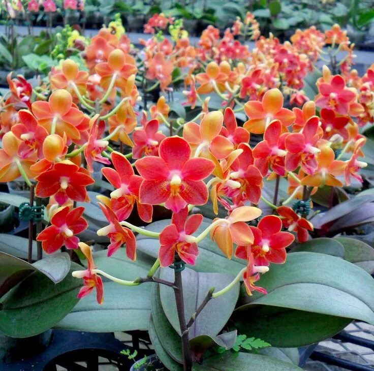 Азиатские орхидеи фото File:Phalaenopsis stuartiana Flickr  Wikimedia Commons