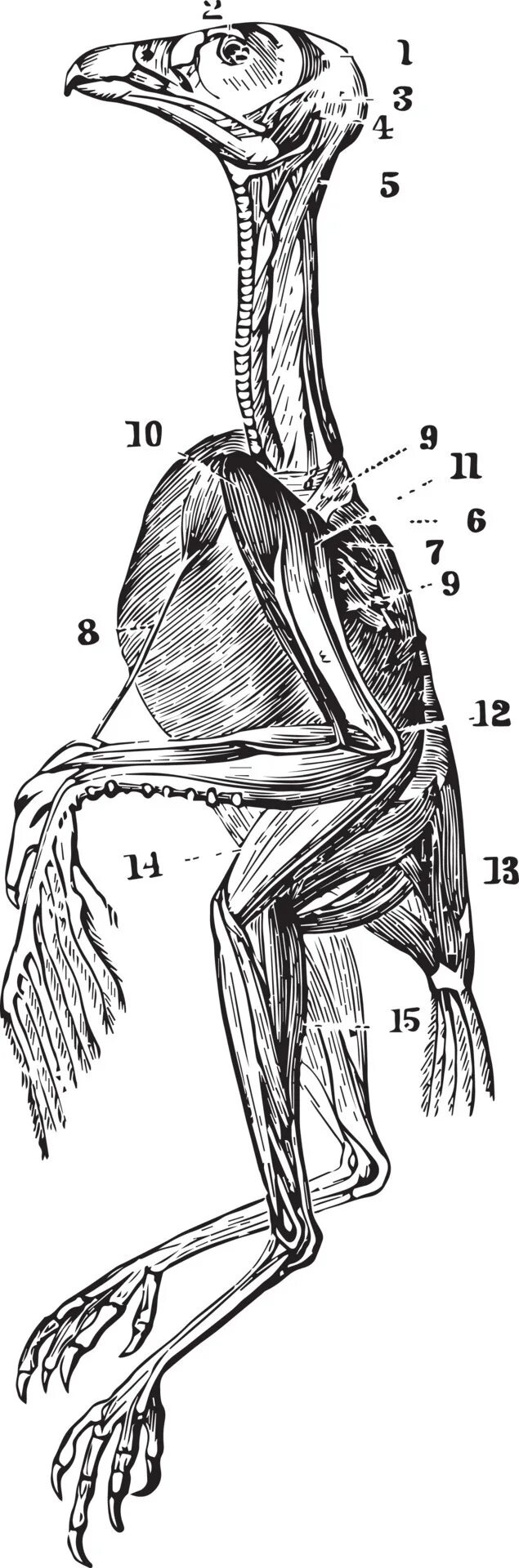 Каковы особенности мускулатуры птиц. Мышцы курицы анатомия. Мышцы птицы анатомия. Мышцы ног птиц. Мускулатура конечностей птиц.