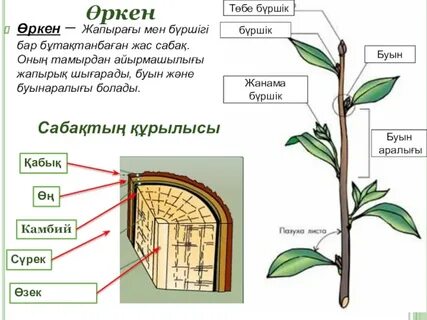 Ересек пенинуардағы секс