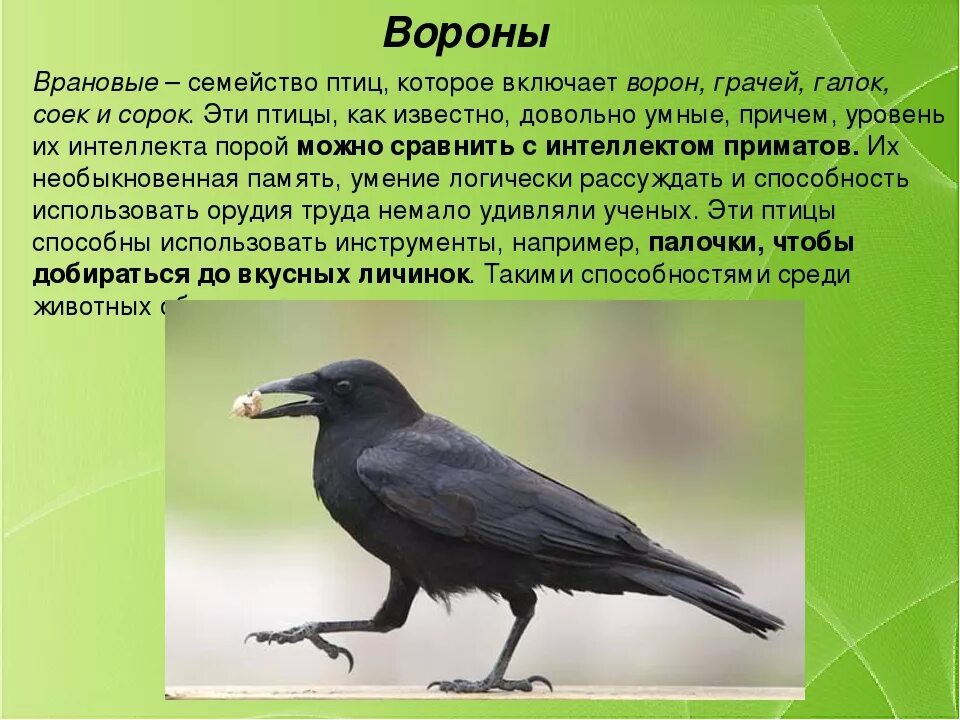 Ворона какой вид. Ворон Грач Галка отличия. Птицы ворона Галка Грач. Грач семейство вороновых. Ворон Грач Галка.