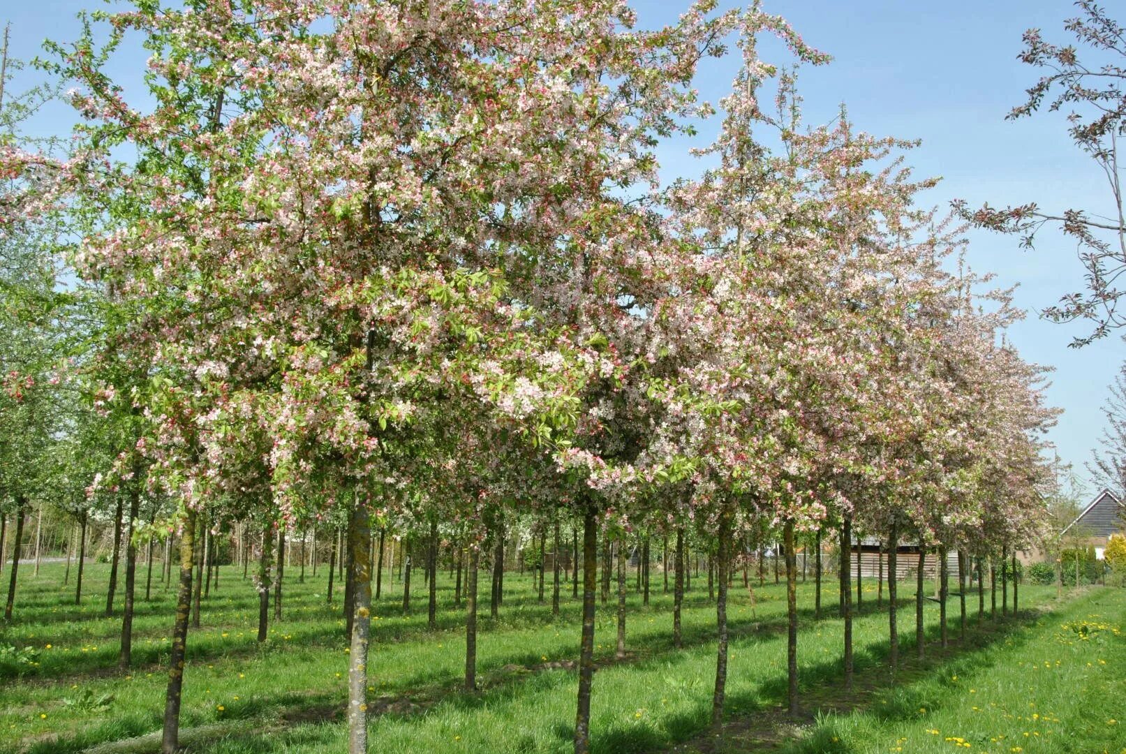 Яблоня обильноцветущая Malus floribunda. Яблоня декоративная флорибунда. Малус флорибунда. Яблоня флорибунда Malus floribunda. Яблоня флорибунда