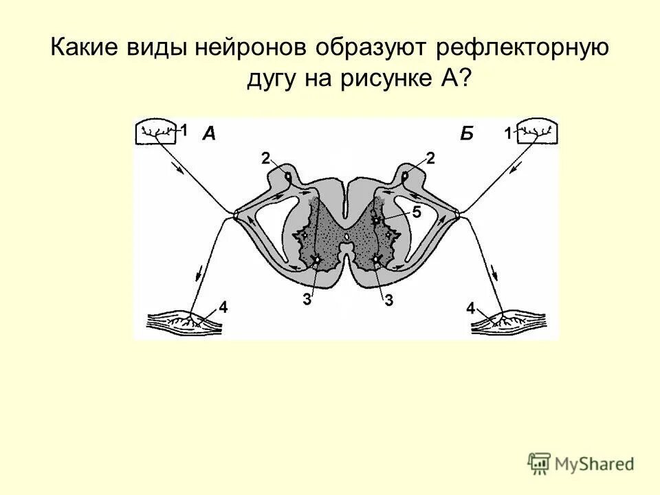 Типы нейронов в рефлекторной дуге. Функции нейронов в рефлекторной дуге. Типы нейронов в рефлекторной дуге. Строение рефлект оронй дуги. Схема рефлекторной дуги исполнительный нейрон.