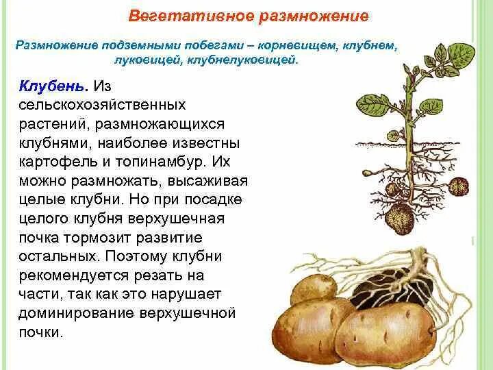 Размножение растений и его значение 6 класс. Способ вегетативного размножения растений луковицами. Размножение клубнями и луковицами. Размножение растений корневищами клубнями луковицами. Вегетативное размножение растений побег схема.