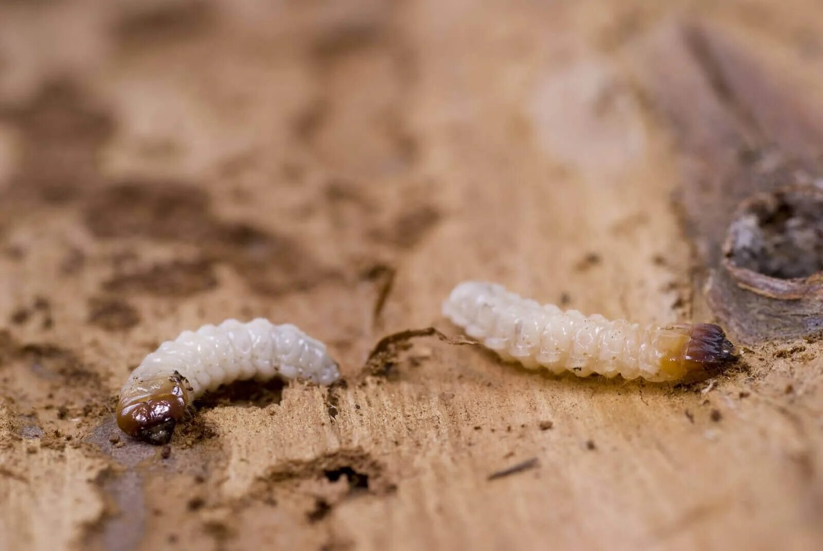 Worm wood. Worm wood. Worm wood. Стержни от жука древоточцев. Libra worm 000.