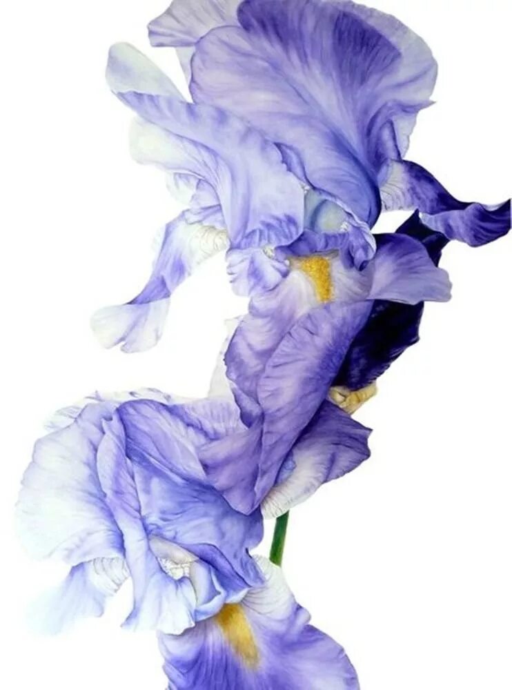 Iris x graphics