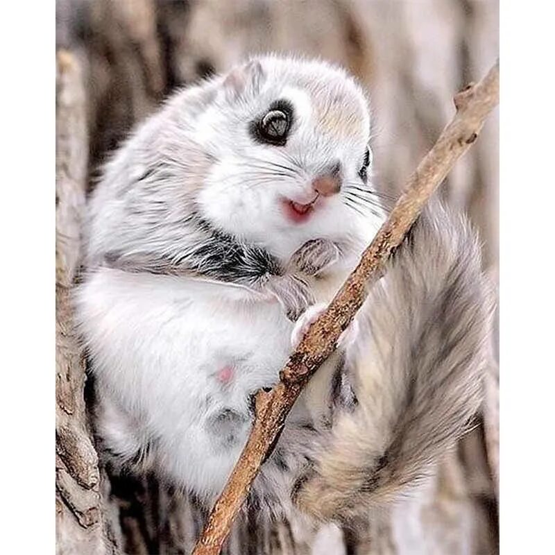 Милые виды животных. Милые виды животных