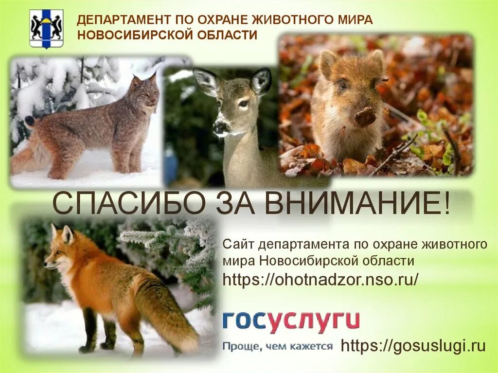 Сайт департамента по животного. Звери Новосибирской области. Новосибирск растительный и животный мир. Растительный и животный мир Новосибирской области. Животный мир НСО.