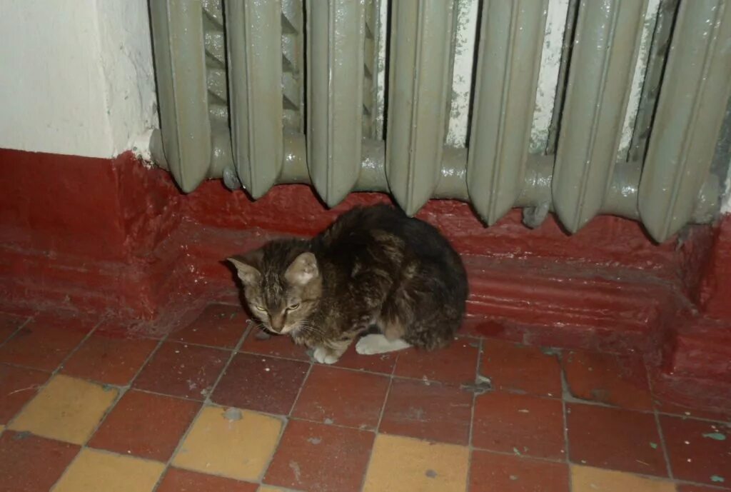 Камера видеонаблюдения в подъезд. Соседи на лестничной площадке. Спряталась в подъезде. Камера в подъезде. Квартирная дверь в подъезде.