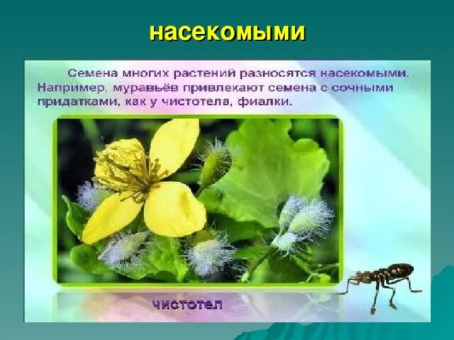 Распространение насекомыми. Распространение семян насекомыми. чистотел распространение семян. животные распространители семян.