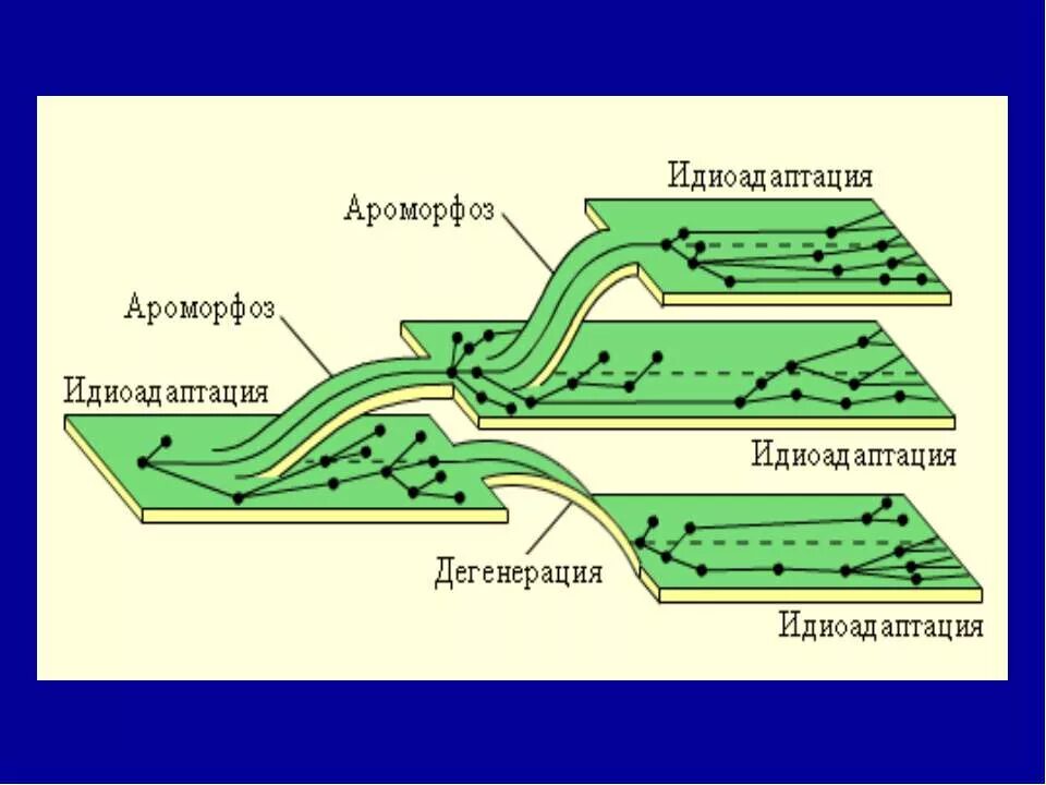 Три дегенерация. Эволюция ароморфоз идиоадаптация общая дегенерация. Ароморфоз идиоадаптация общая дегенерация рисунок. Ароморфоз идиоадаптация дегенерация. Направления эволюции схема.