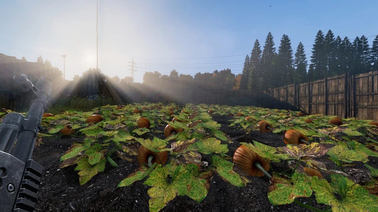 Dayz произошел необычным образом. Dayz произошел необычным образом