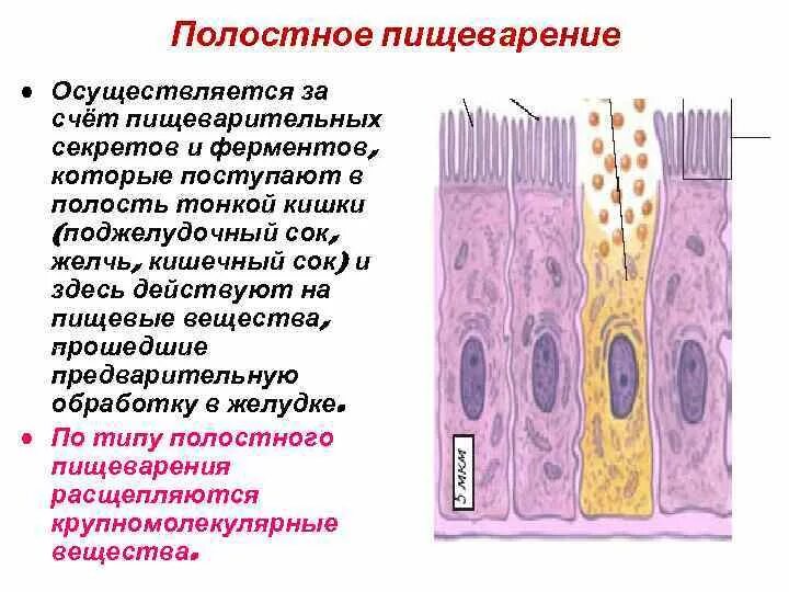 Пищеварение осуществляется за счет. Этапы пристеночного пищеварения. Аутолитическое пищеварение. Схема процесса пищеварения человека. Пристеночное пищеварение в тонком кишечнике осуществляется.