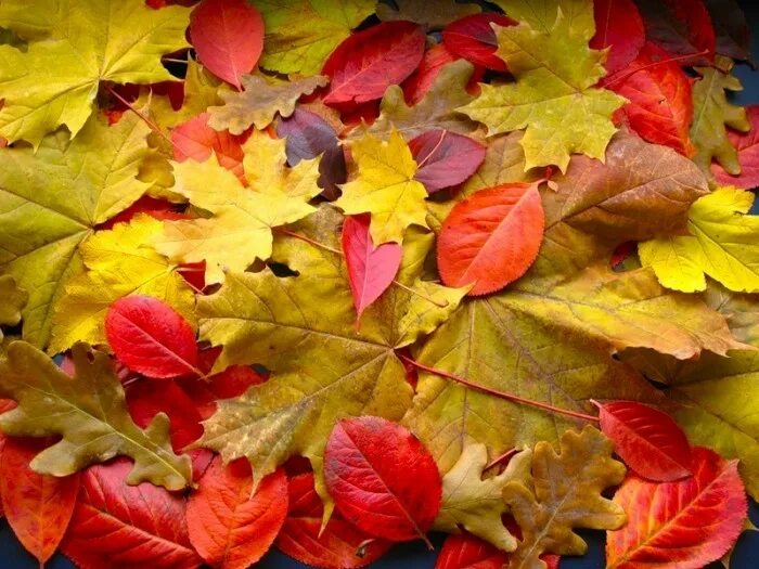 октябрь зонтик. октябрь цитаты красивые. сентябрь цитаты красивые. вильфанд прогноз на октябрь. привет октябрь.