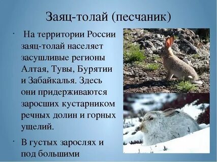Заять