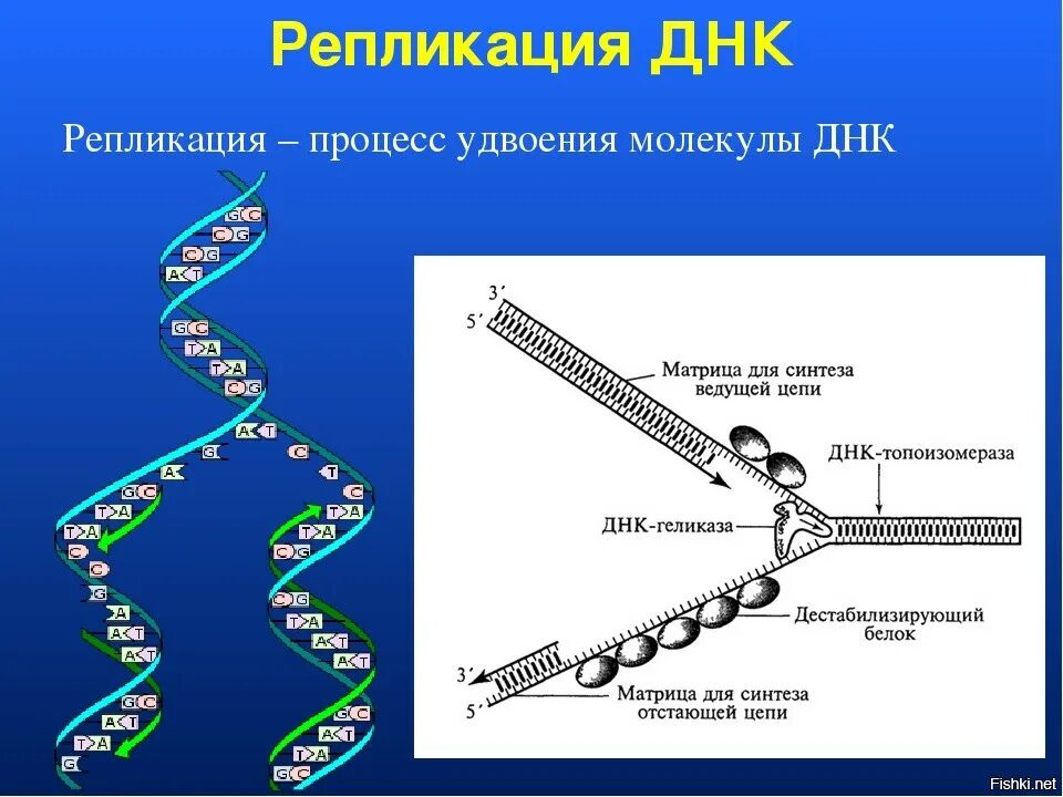 Этапы репликации ДНК схема. Репликация Синтез белка. Схема процесса репликации ДНК. Основные процессы репликации ДНК.