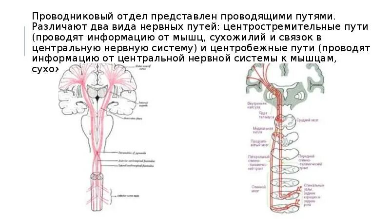 Строение центрального отдела речевого аппарата. Проводниковый отдел речевого аппарата. Речевая система. Периферический, проводниковый , Центральный отделы. Центробежные и центростремительные пути речевого анализатора.