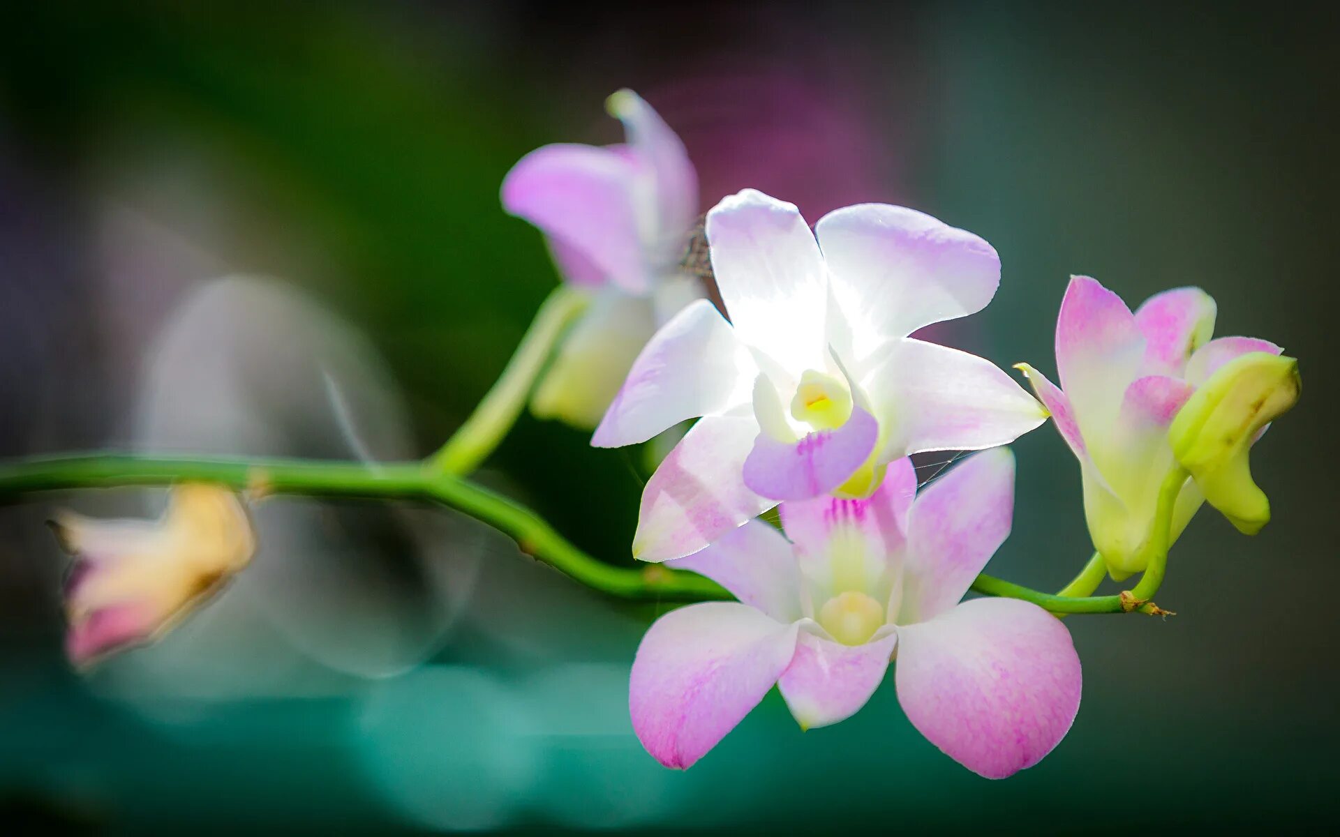 Flowers orchids. Орхидея Викторио. Орхидея Дендробиум фаленопсис. Орхидея Дендробиум бутоны.