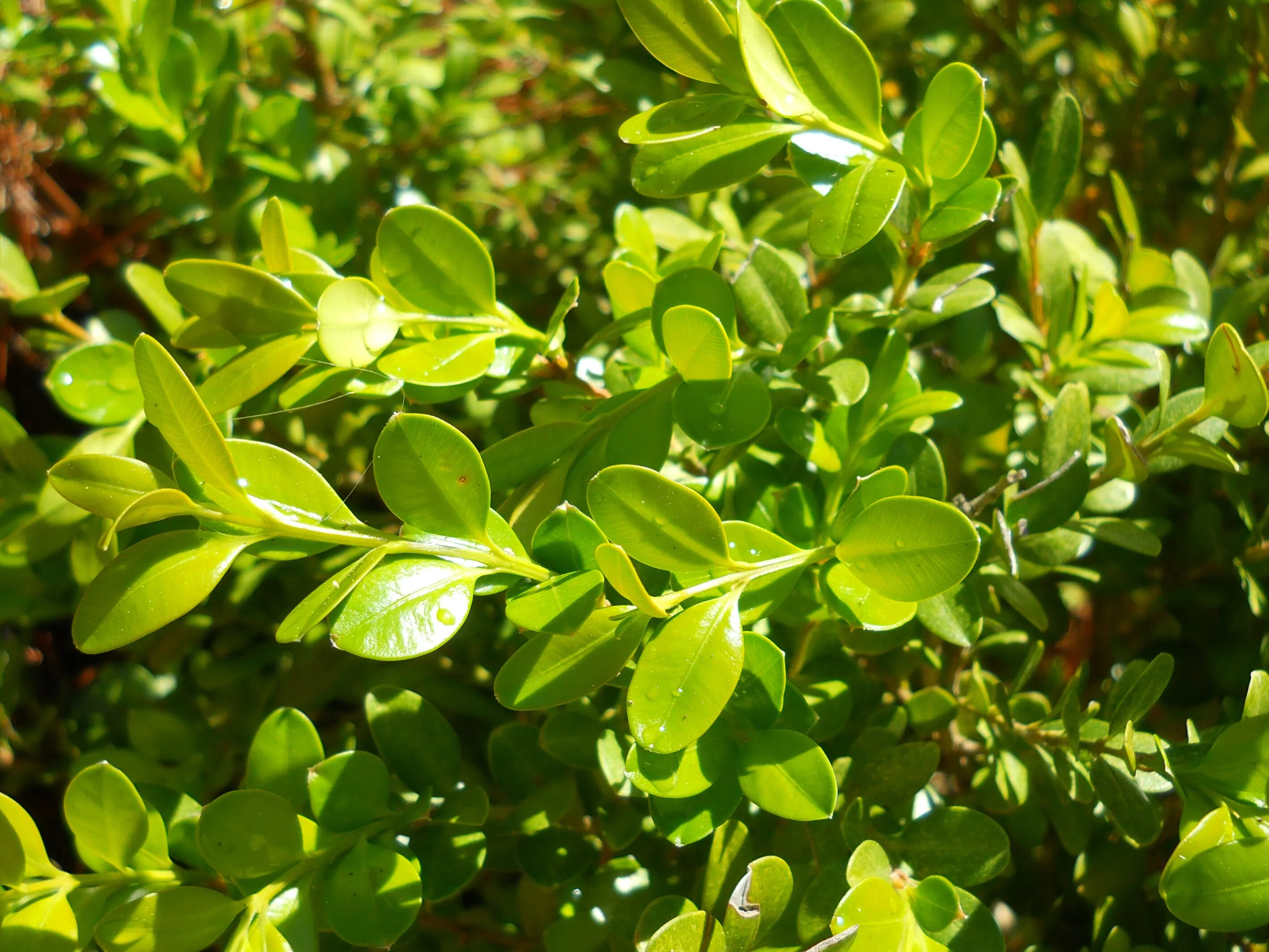 Вечнозеленое растение 4. Самшит буксус вечнозеленый. Buxus sempervirens самшит. Вечнозеленое растение 4. Самшит вечнозелёный) 'elegantissima.